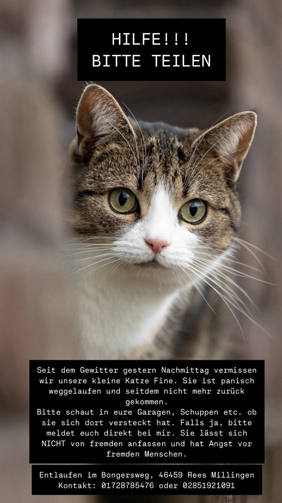 Katze vermisst