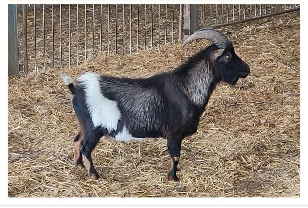 Ziegenbock entlaufen?